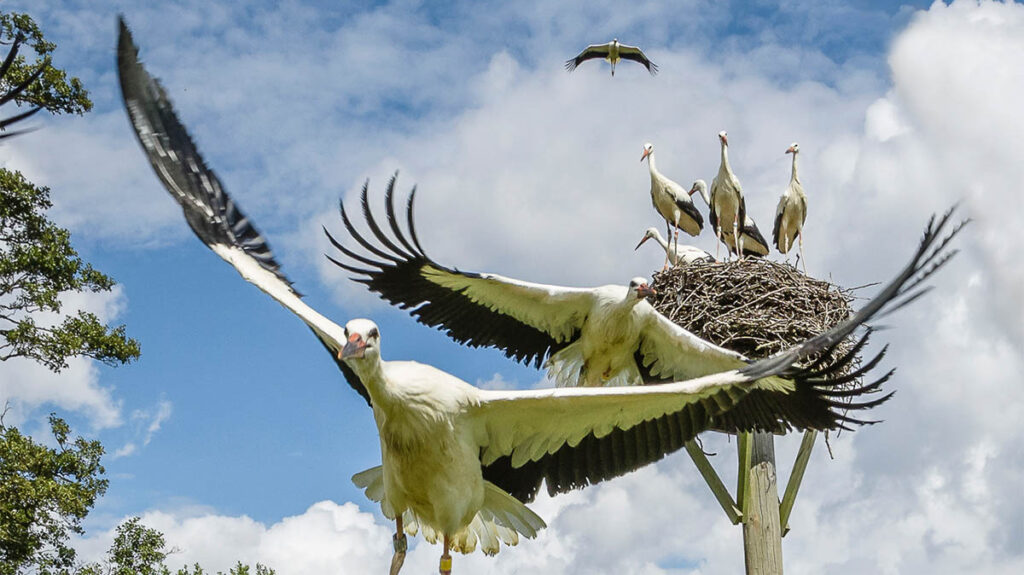 Storkar som flyger, foto: svenpersson.se