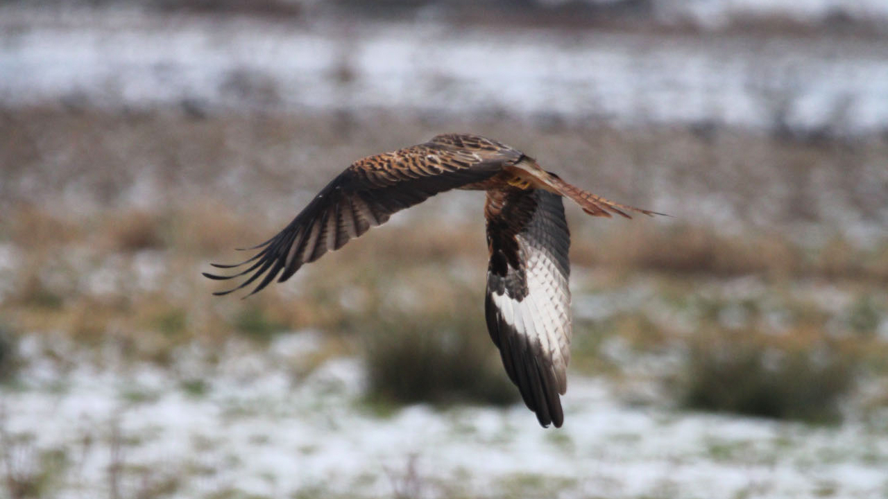 Fågelvandring, glada