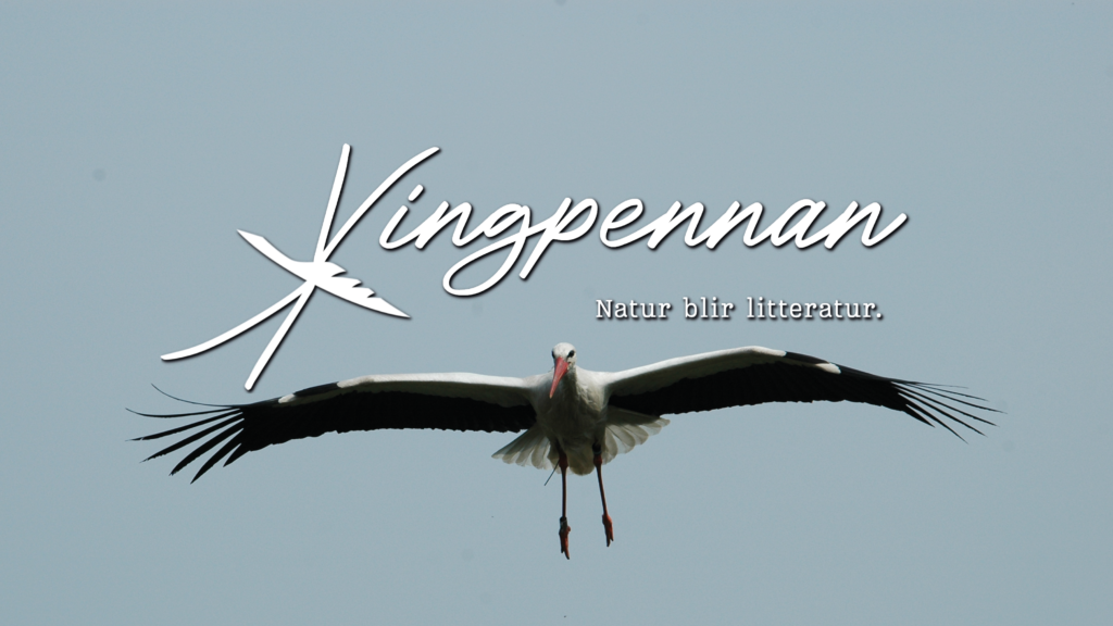 Stork och texten vingpennan, natur blir litteratur