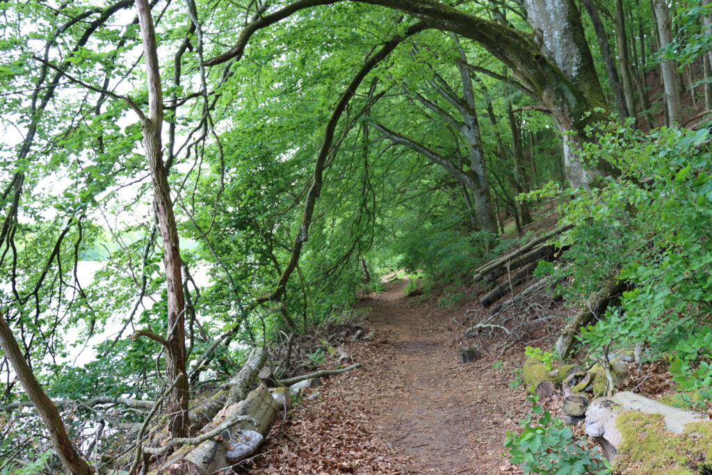 Frualid Storkriket stig i skog